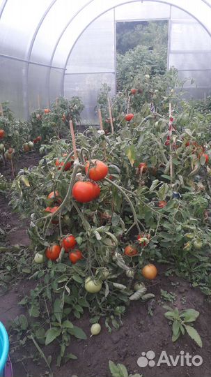 Семена томатов СССР