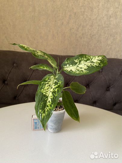 Комнатные растения