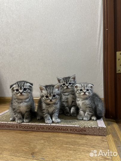 Шотландские котята