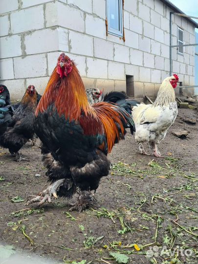 Яйца кур брама