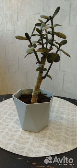 Толстянка (денежное дерево)