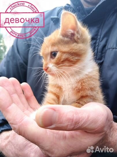 Котята с дачи