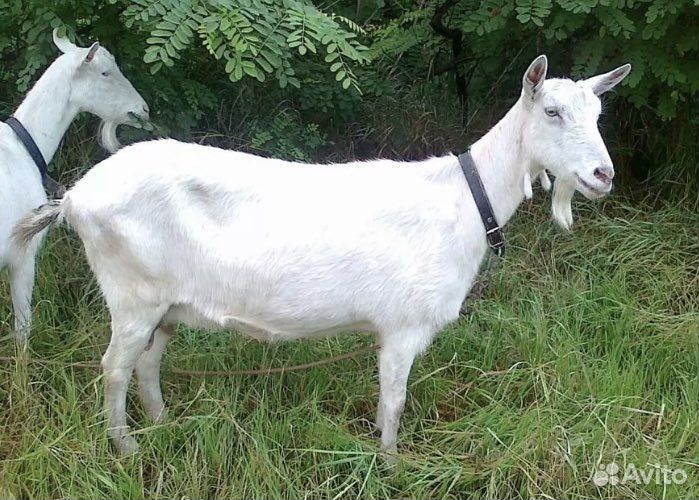 Продам окотную козу