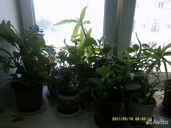 Комнатные растения