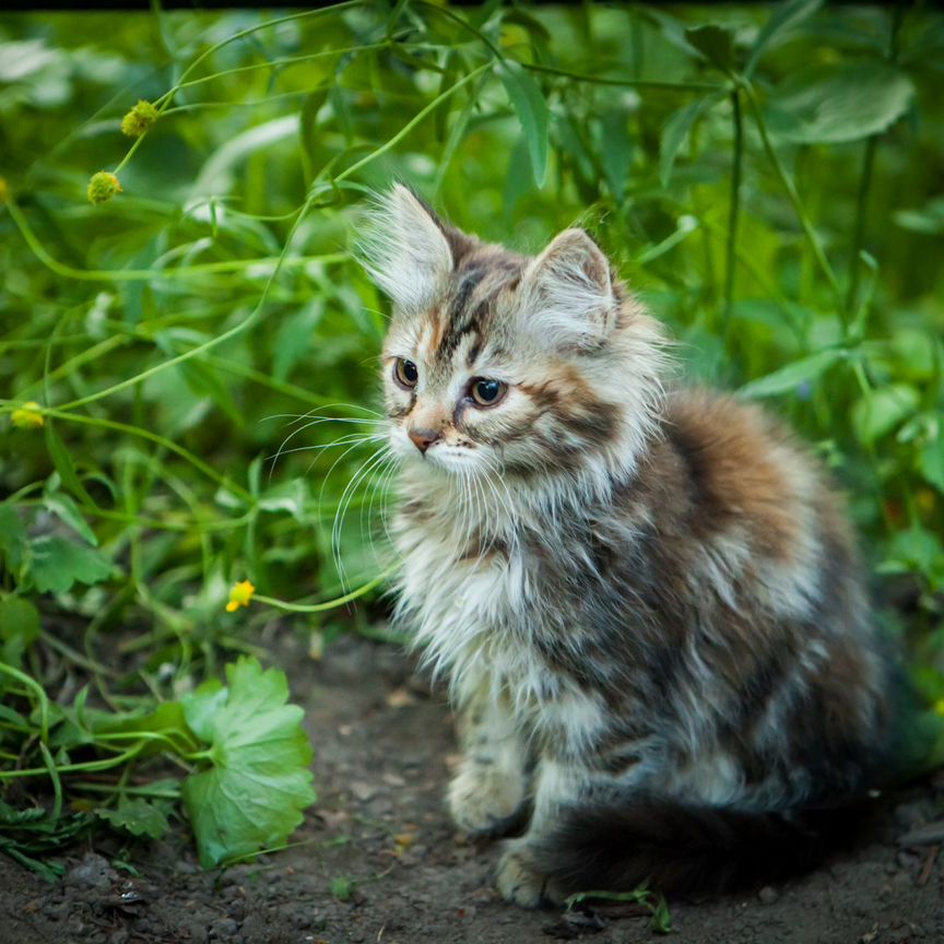 Котята, сибирские котята - Москва