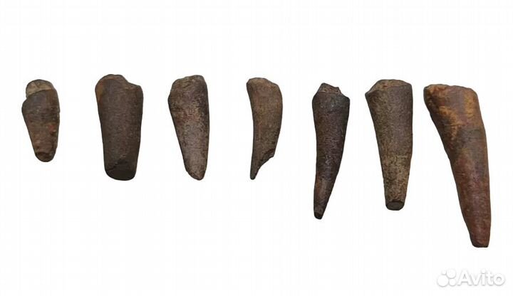 Зубы саблезубой рыбы