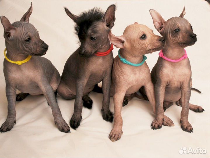 Щенки ксолоитцкулинтли