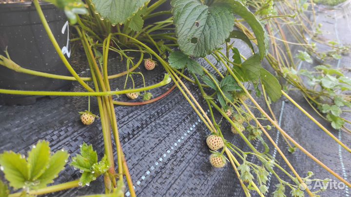Земляника садовая (клубника)