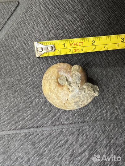 Окаменелости аммониты