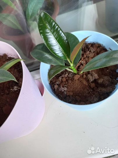 Книга фикус мелани в новом горшке