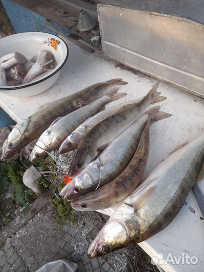 Рыбалка и отдых на Дону