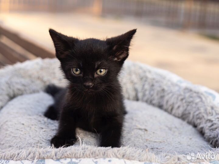 Котенок в добрые руки кот бесплатно черный
