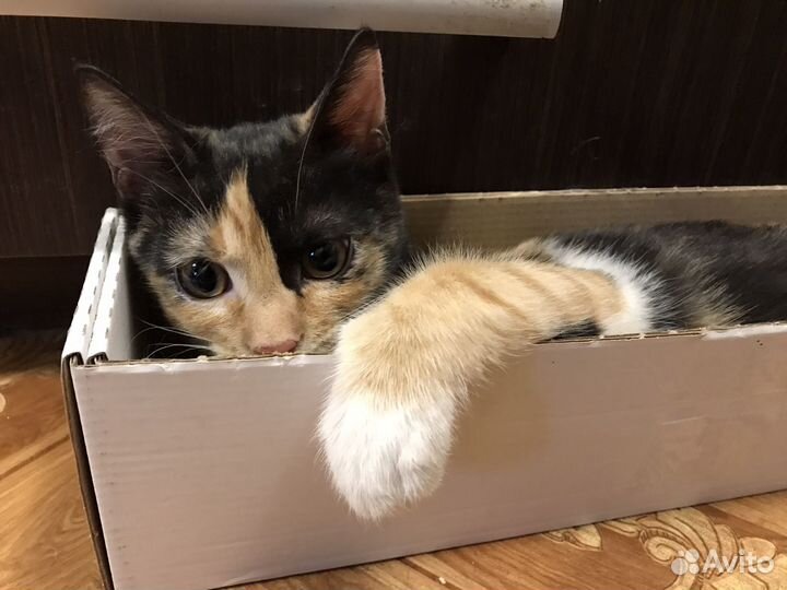 Кошка в дар