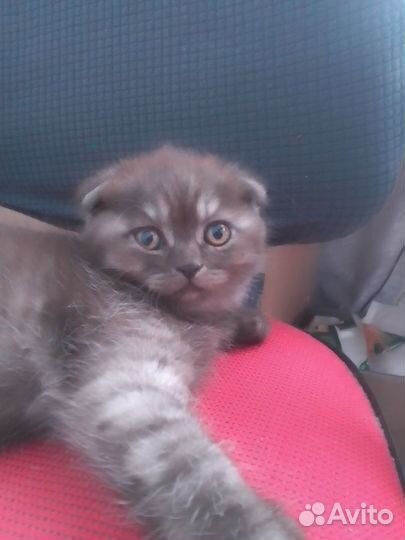 Шотландские котодетки