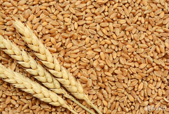 Продам зерно (пшеница)