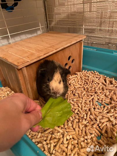 Морская свинка с клеткой