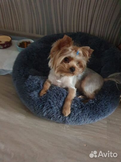 Вязка кобель ищет невесту