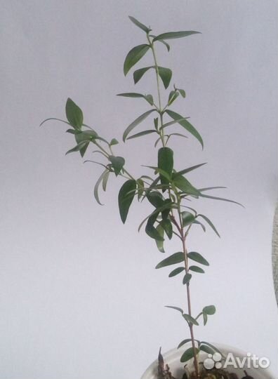 Мирт комнатный мелколистный и крупнолистный