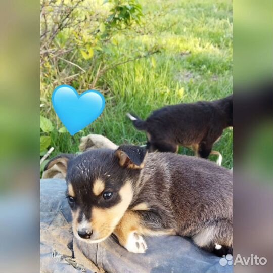 Щенки бесплатно