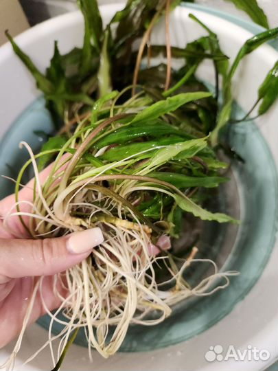 Водоросли для аквариума