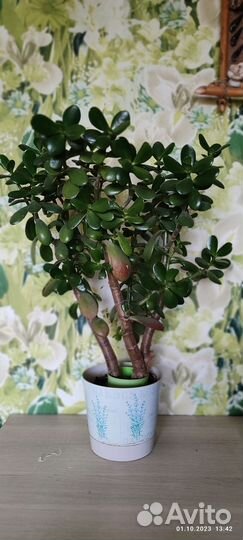 Толстянка, денежное дерево