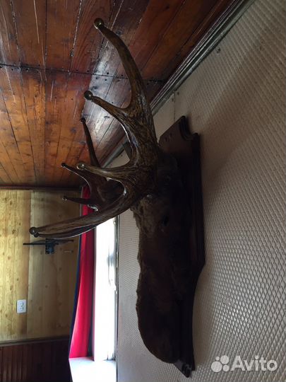 Чучело головы лося, рога оленя