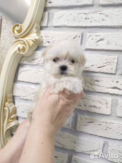 Щенки мальтийской болонки