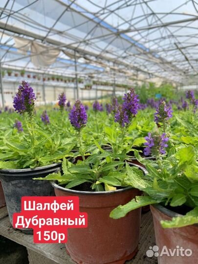 Многолетние растения