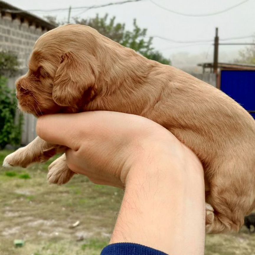 Английский Кокер Спаниель