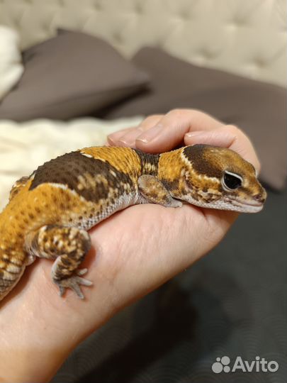 Гемитеконикс эублефар