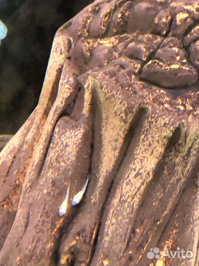 Мальки анцитрусов