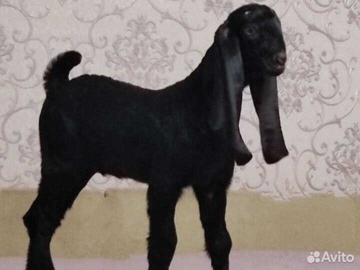 Козочка чп камори