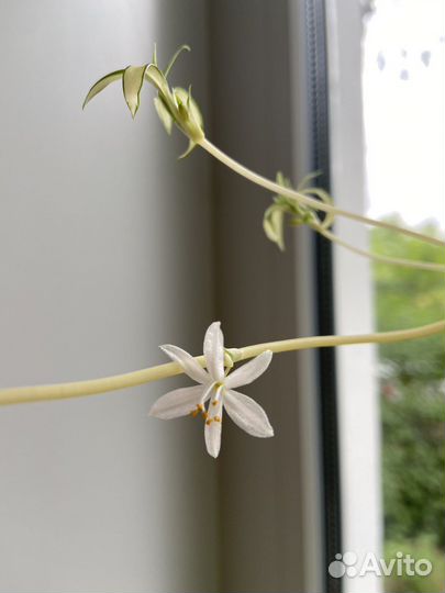 Хлорофитум