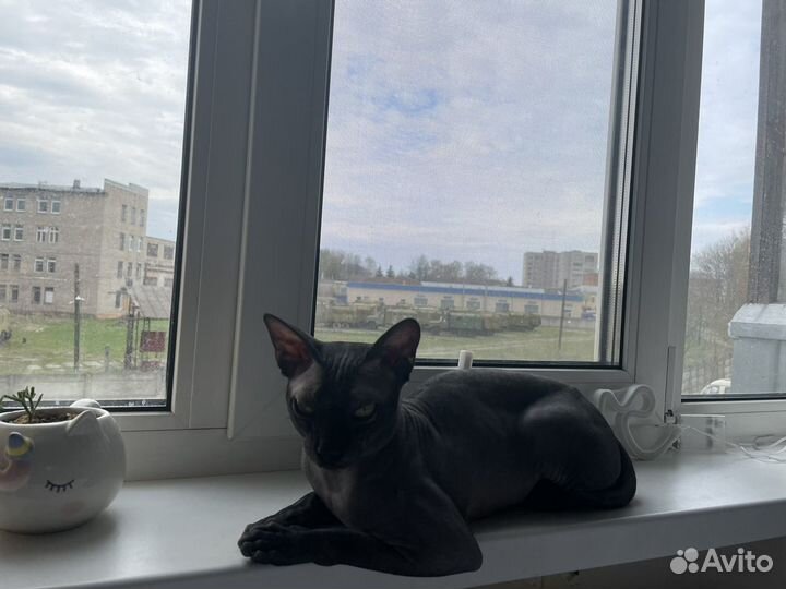 Канадский сфинкс вязка