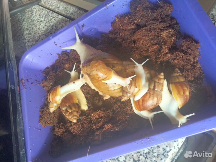 Улитка ахатинец