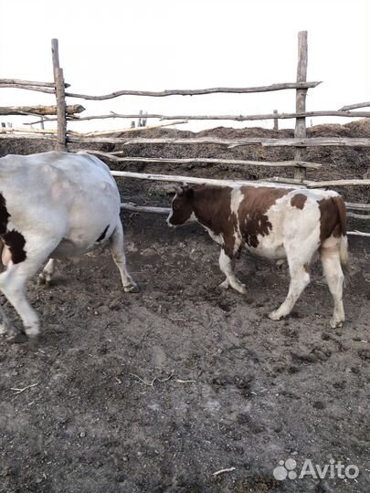 Быки и бычок