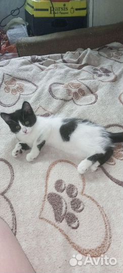 Отдам котят