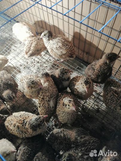 Перепела продажа
