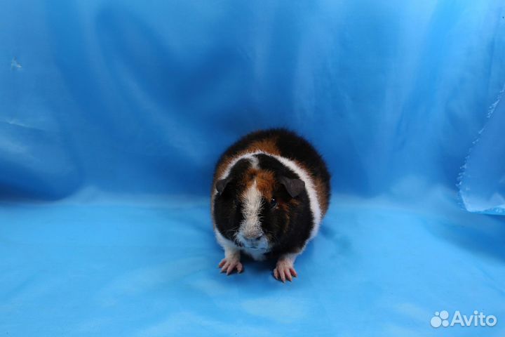 Морские свинки Американский Тедди