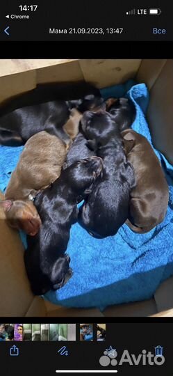 Животное собака