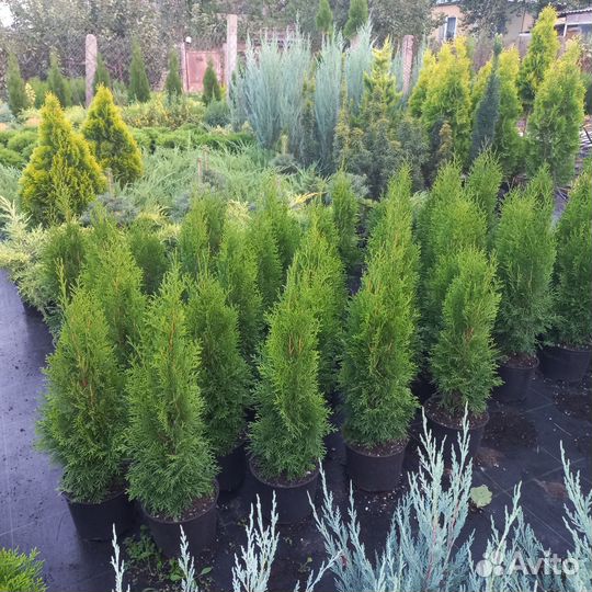 Туя Западная Смарагд
