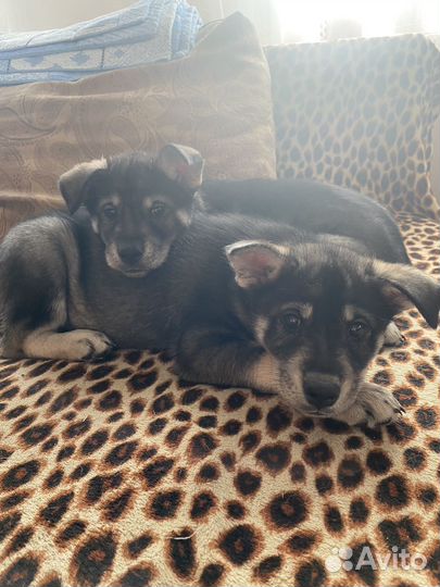 Отдам в добрые руки щенков