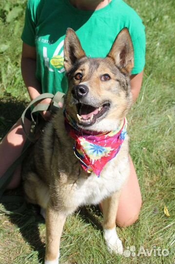 Степе необходим дом