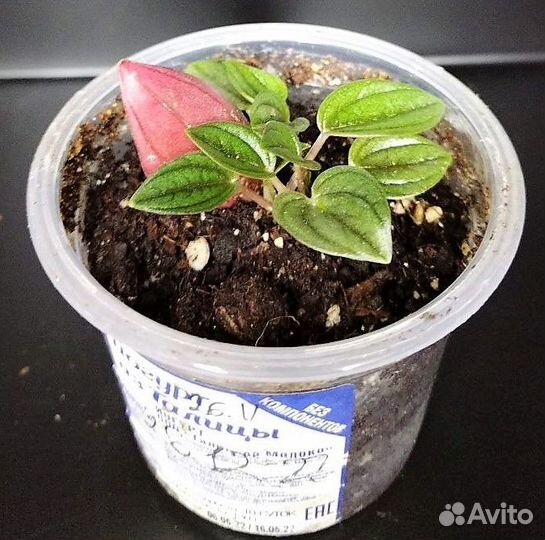 Пеперомии микс