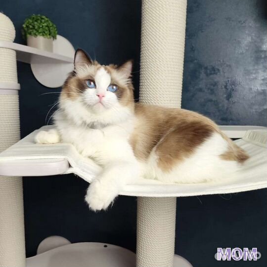 Котёнок Ragdoll Frederik от питомника