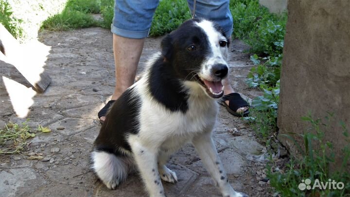 Айя ищет дом