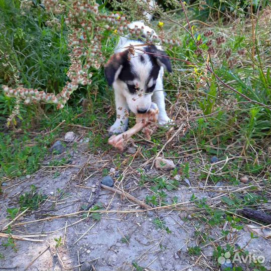 Щенок в добрые руки