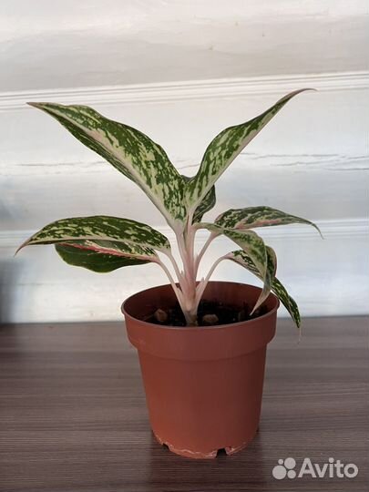 Аглаонема батерфляй