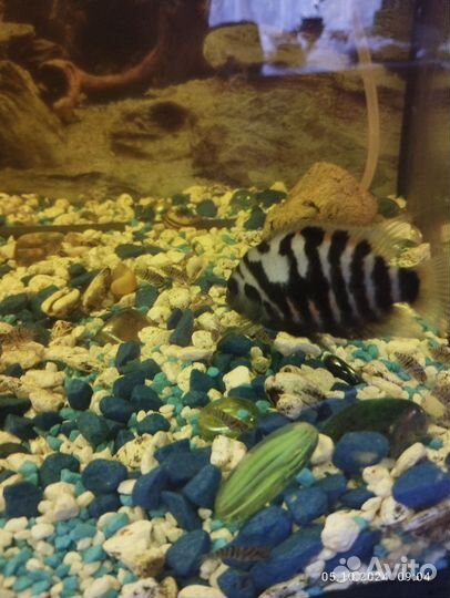 Аквариумные рыбки