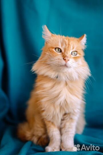 Красавица кошка живёт в приюте